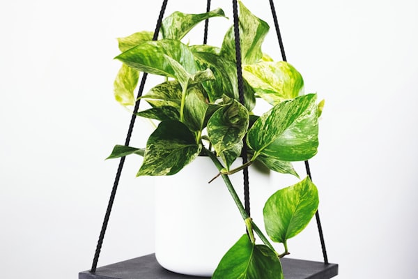 2026世界杯预选赛精彩对决现场高清图片